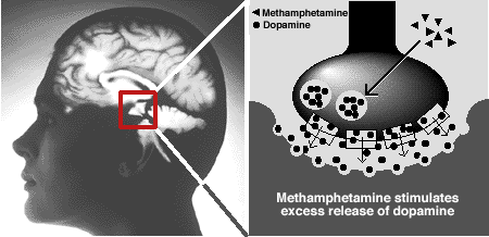 Información Sobre La Metanfetamina